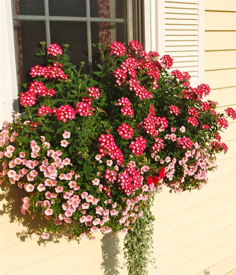 They'll also come with styling tips to make flower. Window box - verbena & petunia | Window box, Garden ...