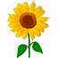 Pretty Golden Sunflower  Free Clip Art