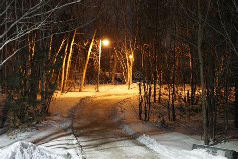 Forest Path With Lights Stock Photo Image Of Faintly 117584418