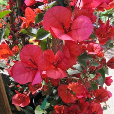 Bougainvillea San Diego Red Boething Treeland Farms