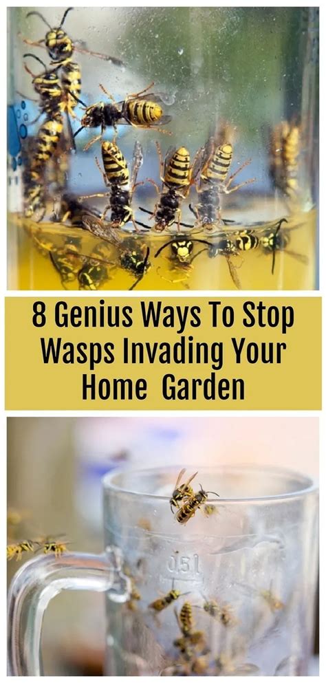 8 Genius Ways To Get Rid Of Wasps And Keep Them Away Get Rid Of Wasps