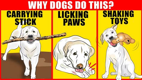9 Dog Behaviors Explained