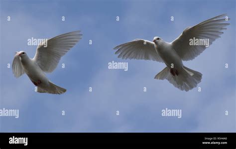 Two White Doves Flying Against Blue Sky With Faint Clouds Stock Photo
