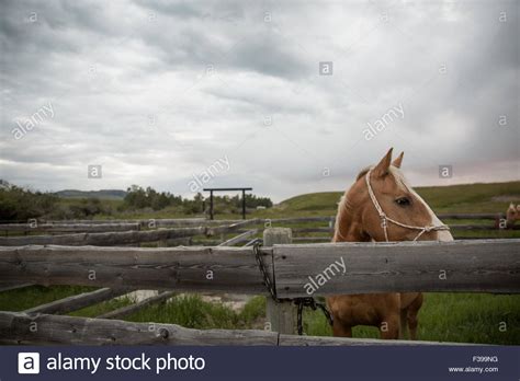 Horse Pasture Fence Hi Res Stock Photography And Images Alamy