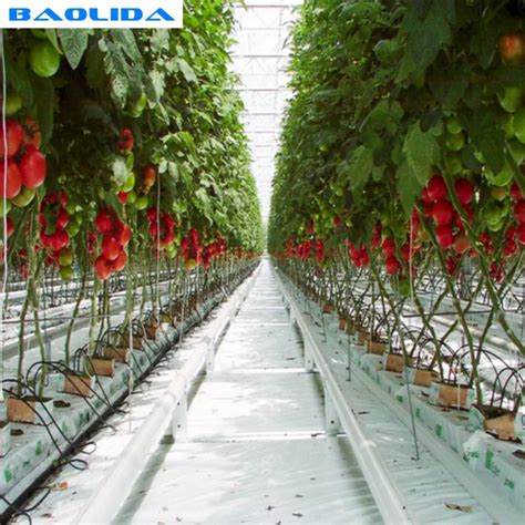 Low Cost Agricultural Tomato Greenhouse With Trellising System Buy