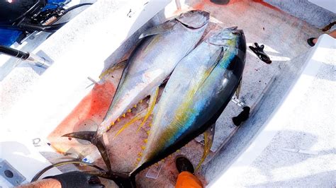Trolling For Yellowfin Tuna Ahi Fishing Fishing In Hawaii Hawaii