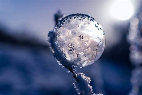 Image Libre Frost Hiver Nature Neige Glace Cristal Flocon De