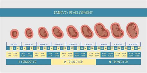 Trimesters Of Pregnancy Chart