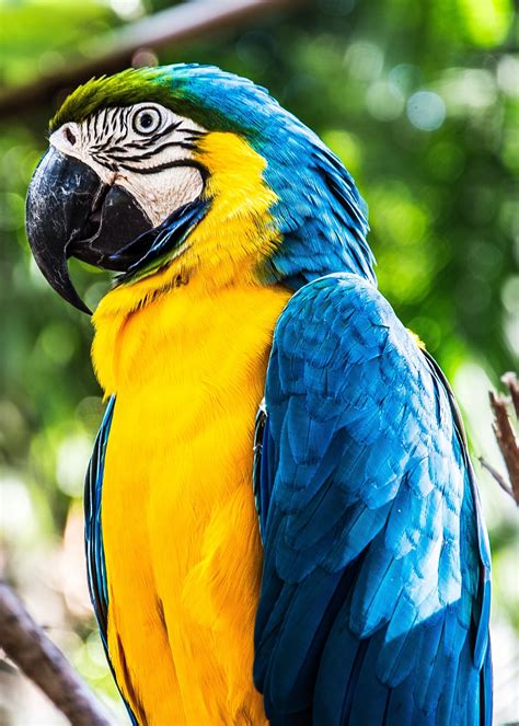 Amazing Close Up Picture Of The Macaw Animals Nature