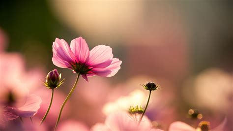 Pink Cosmos Flowers Buds Blur Background Hd Pink Aesthetic Wallpapers