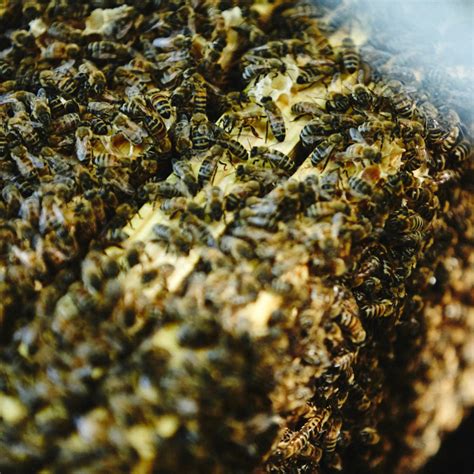 Buy A Full Colony Of Honeybees Local Honey Man