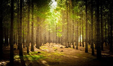 Pine Forest Plantation On A Misty Morning In Cape Town Stock Image