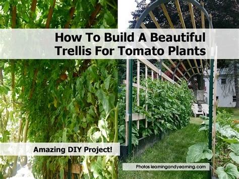 How To Build A Beautiful Trellis For Tomato Plants