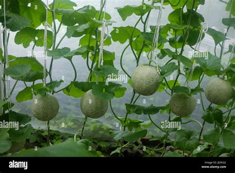 Los J Venes Japoneses De Melones O Verde Mel N Los Melones Y Las
