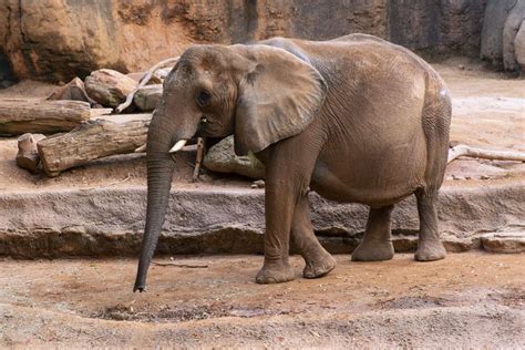 Elephant Care Demonstration Zoo Atlanta