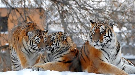 Download Wallpaper 1920x1080 Tigers Big Cats Snow Snowfall Three
