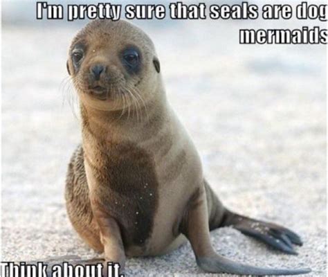 50funny Memes 2019 Sea Lion Baby Sea Lion Galapagos
