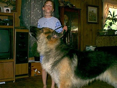 Pictures Of Old Fashion German Shepherds We Are Breeders Of