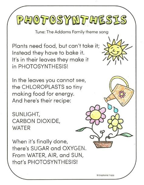 Photosynthesis For Kids Photosynthesis Photosynthesis Activities