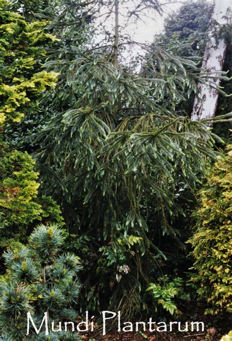 Picea Engelmannii Snake Mundi Plantarum