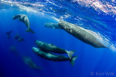 Dominica Sperm Whales 2020 — Keri Wilk