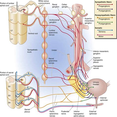 The Ureters And Bladder Organization Of The Urinary System The