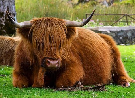 Hellooo Hamish Touring Scotland ️ With Images Scottish Highland Cow