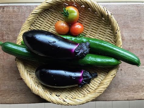 今朝の夏野菜 Tokyo Farm And Surf Blog