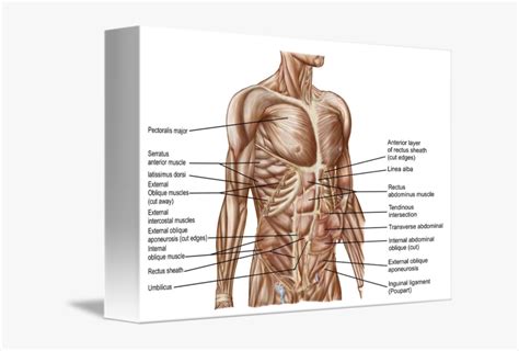 Torso Muscle Anatomy Diagram Human Anatomy Torso Skeleton With