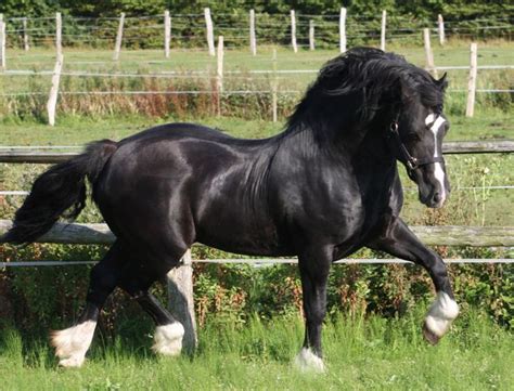 welsh ponycobmountain pony images  pinterest welsh pony beautiful horses