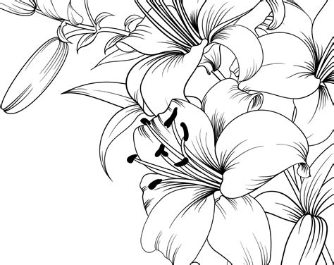 Lily Flower Line Art Floral Svg Bundle 7 Design Elements Etsy