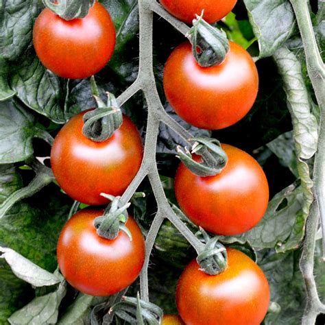 Buy Tomato Seeds Ruby Falls Indeterminate Organic Gardening Catalogue