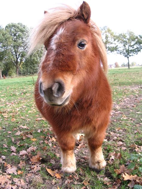 Weert en natuur: Shetland Pony.