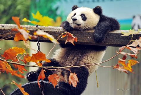 Wallpaper Trees Animals Nature Branch Wildlife Red Panda Bear