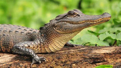 5 Places In Florida To View Alligators In Their Natural Habitat Sheknows