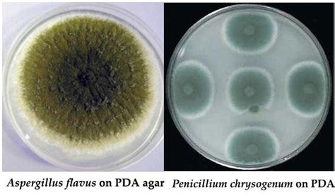 Colony Characteristics On Potato Dextrose Agar Pda Agar