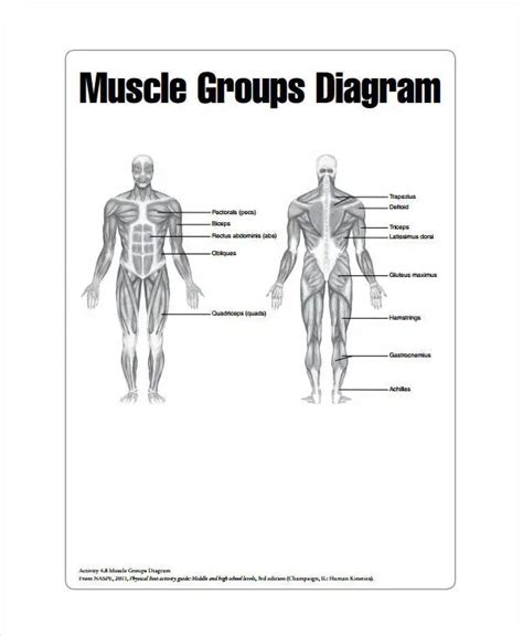 Anatomy Pictures Muscles And Bones Pdf Downloads Cells Skeletal