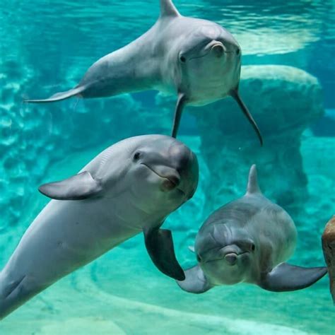 Common Bottlenose Dolphin Georgia Aquarium