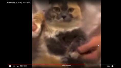 Fat Ahh Calico Cat Dancing To Eek Youtube