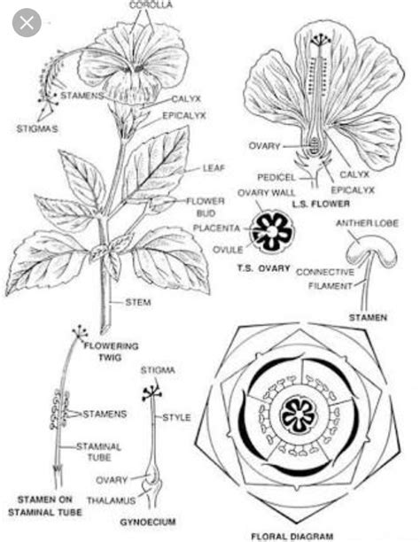 Floral Diagram Of Hibiscus