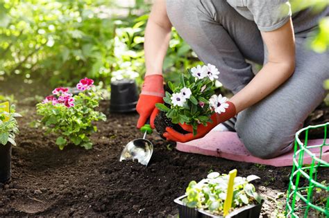 Yard Design Dog Safe Plants You Can Use To Spruce Up Your Landscape