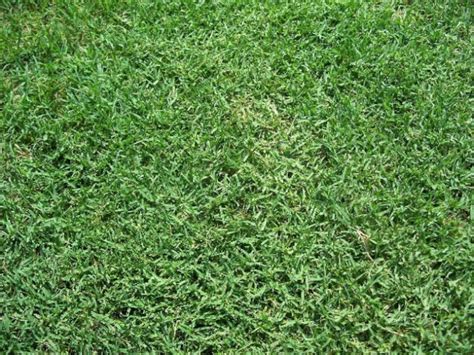 Bermuda Grass Seed Unhulled Coated 1 Lb Pack Drought Etsy