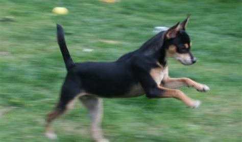 Frankie 5 Month Old Female Chihuahua Cross Miniature Pinscher Dog For
