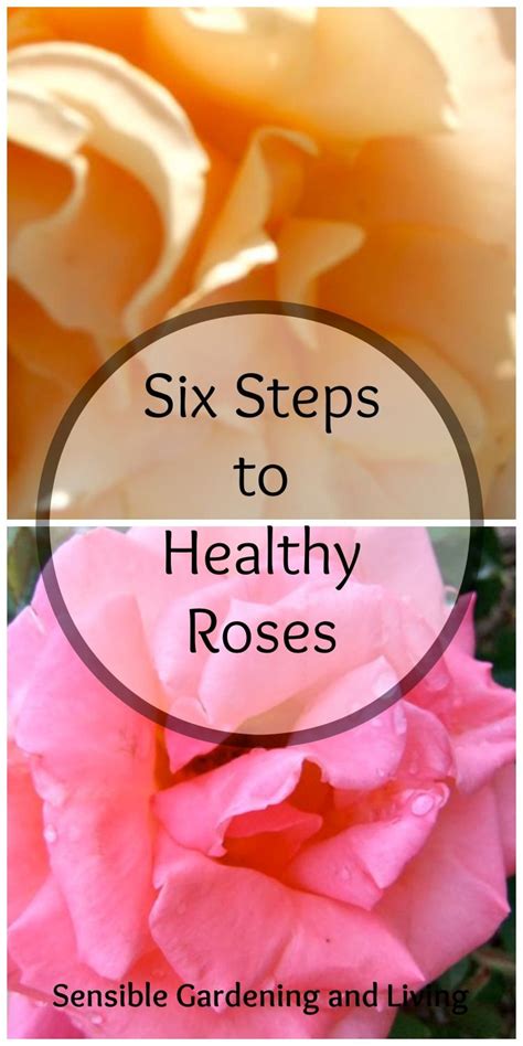 Six Steps To Healthy Roses 6 Steps To