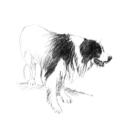 Domestic Animal Sketches And Drawings Seanbriggs