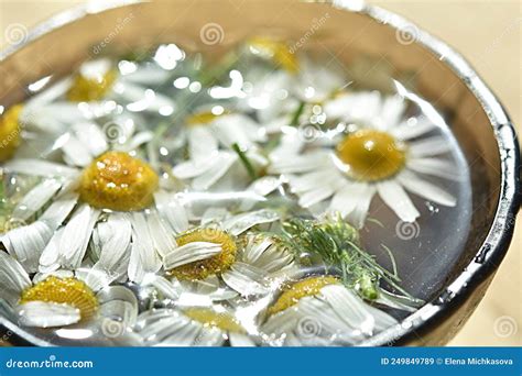 Pharmacy Chamomile Flowers Float in a Cup of Water. Medical Decoction