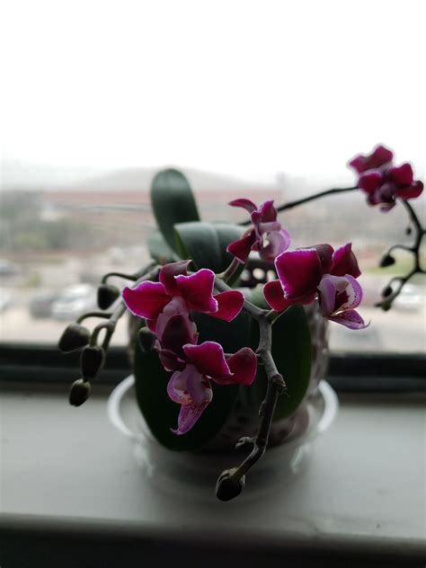 Maybe you would like to learn more about one of these? Grocery store orchid has bloomed again! : orchids