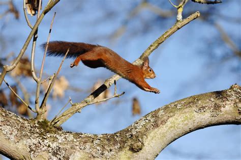 Red Squirrel Forestry And Land Scotland