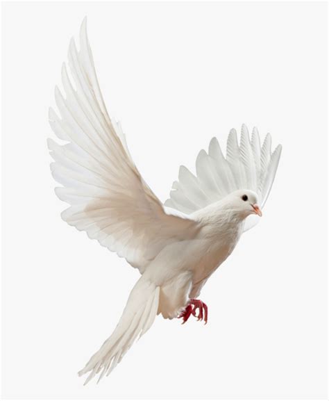 Clip Art Doves Flying Png Flying White Dove Png Free Transparent