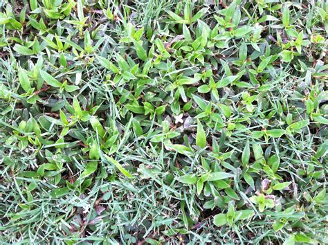 Lawn weeds types in louisiana Virginia Buttonweed